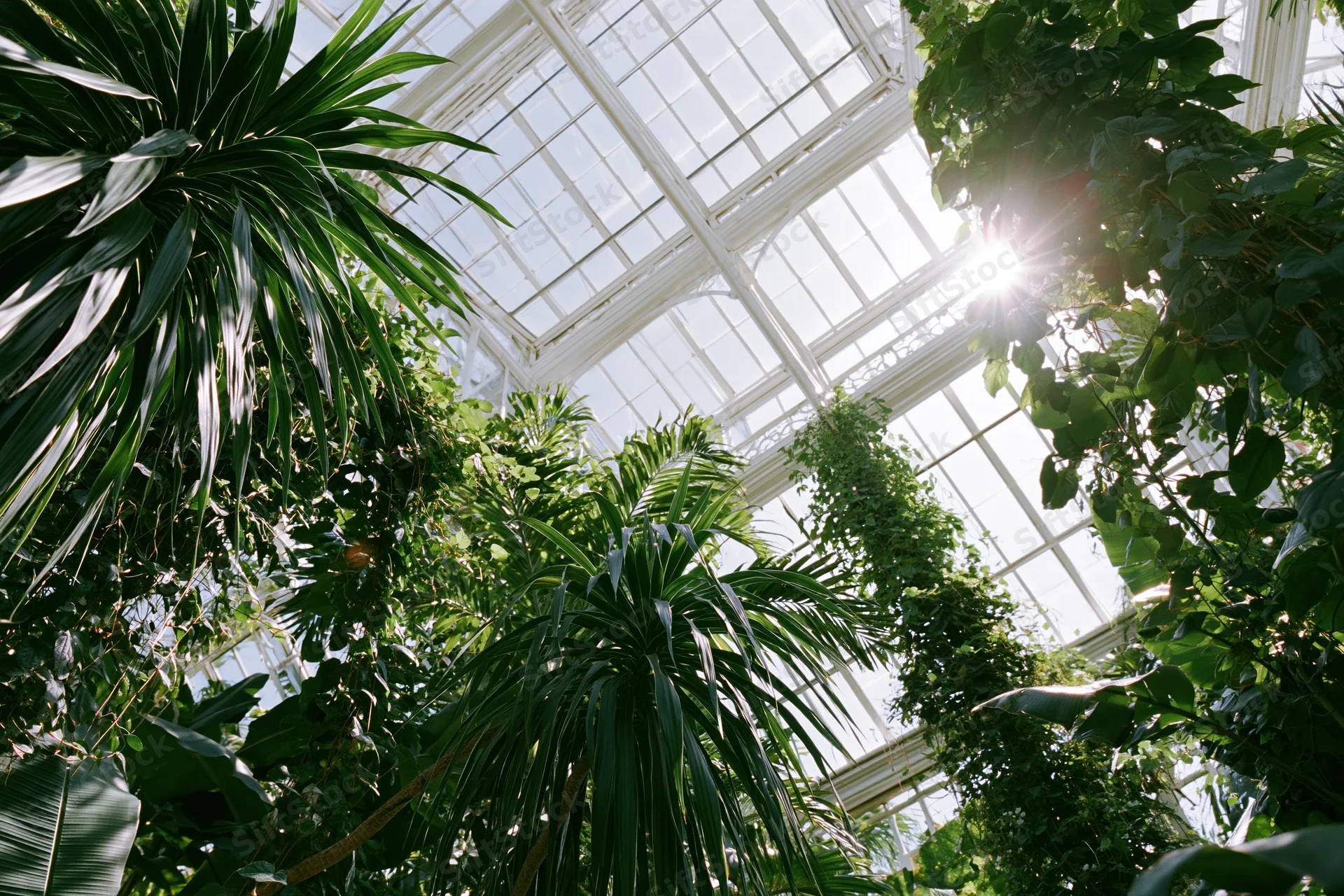 Upward view through lush tropical plants inside a victorian greenhouse with sunlight streaming through the glass roof