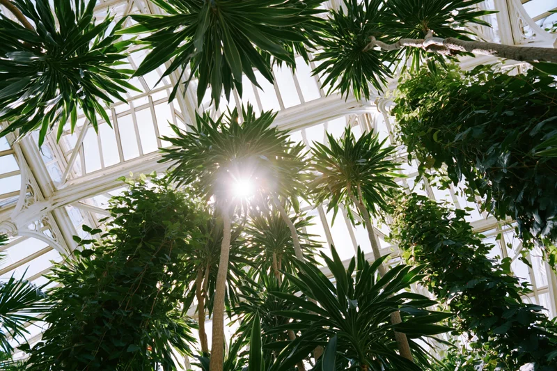 Upward view through lush green plants and palm trees inside a victorian greenhouse with sunlight streaming through the glass roof