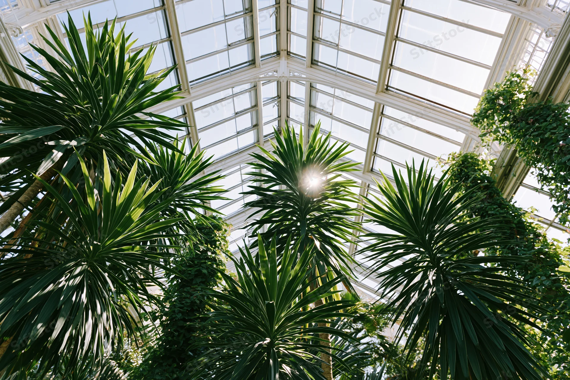 Upward view through lush green plants inside a victorian greenhouse with glass ceiling and sunlight streaming through