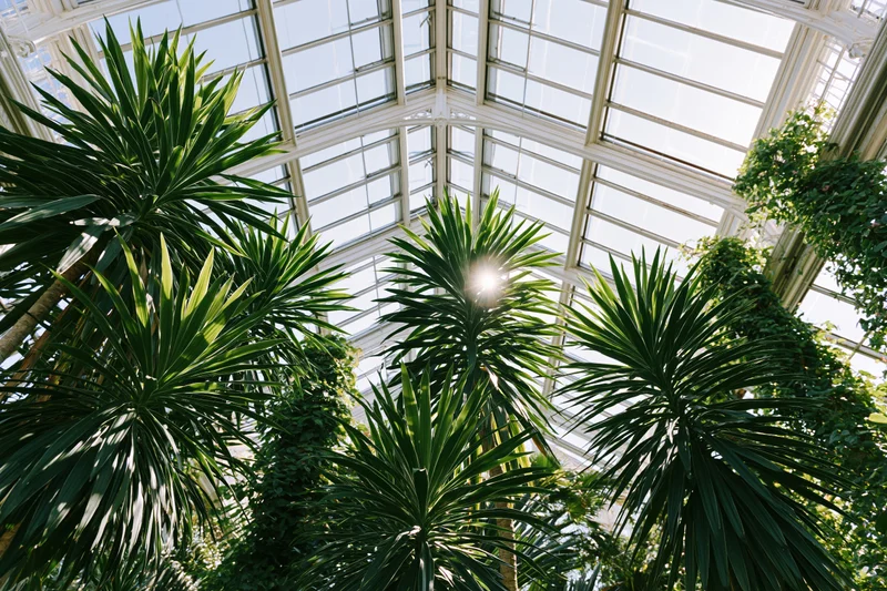 Upward view through lush green plants inside a victorian greenhouse with glass ceiling and sunlight streaming through