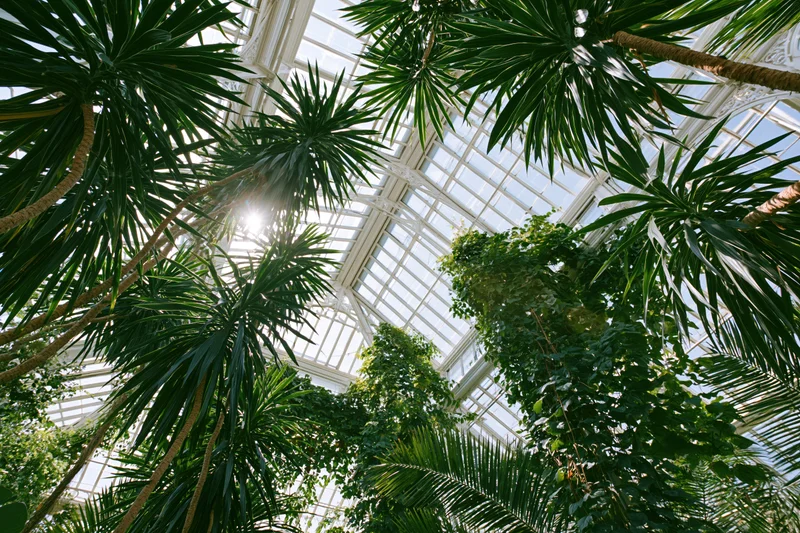 Upward view through lush tropical plants inside a victorian greenhouse with glass ceiling and iron framework