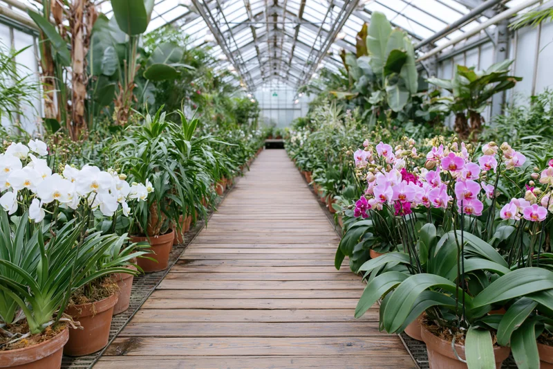 Wooden walkway lined with potted orchids and green plants inside a greenhouse