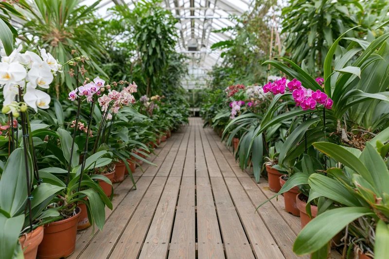 Wooden walkway lined with potted orchids in a greenhouse interior