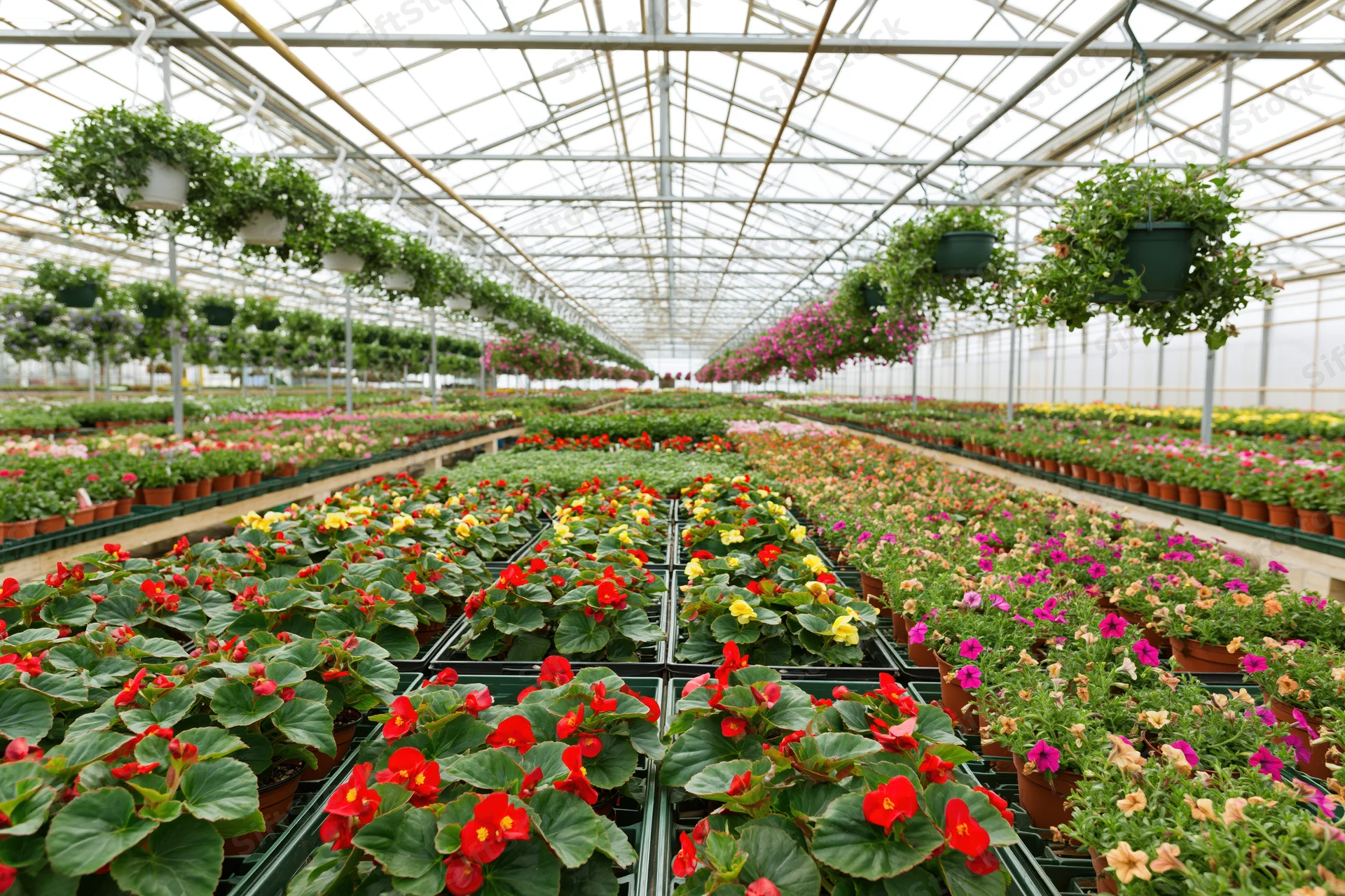Rows of potted flowers and hanging plants arranged in a large commercial greenhouse nursery