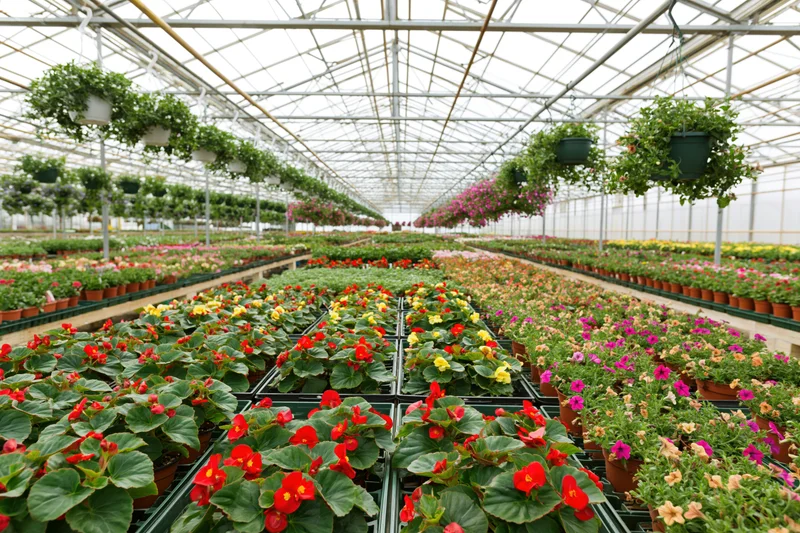 Rows of potted flowers and hanging plants arranged in a large commercial greenhouse nursery