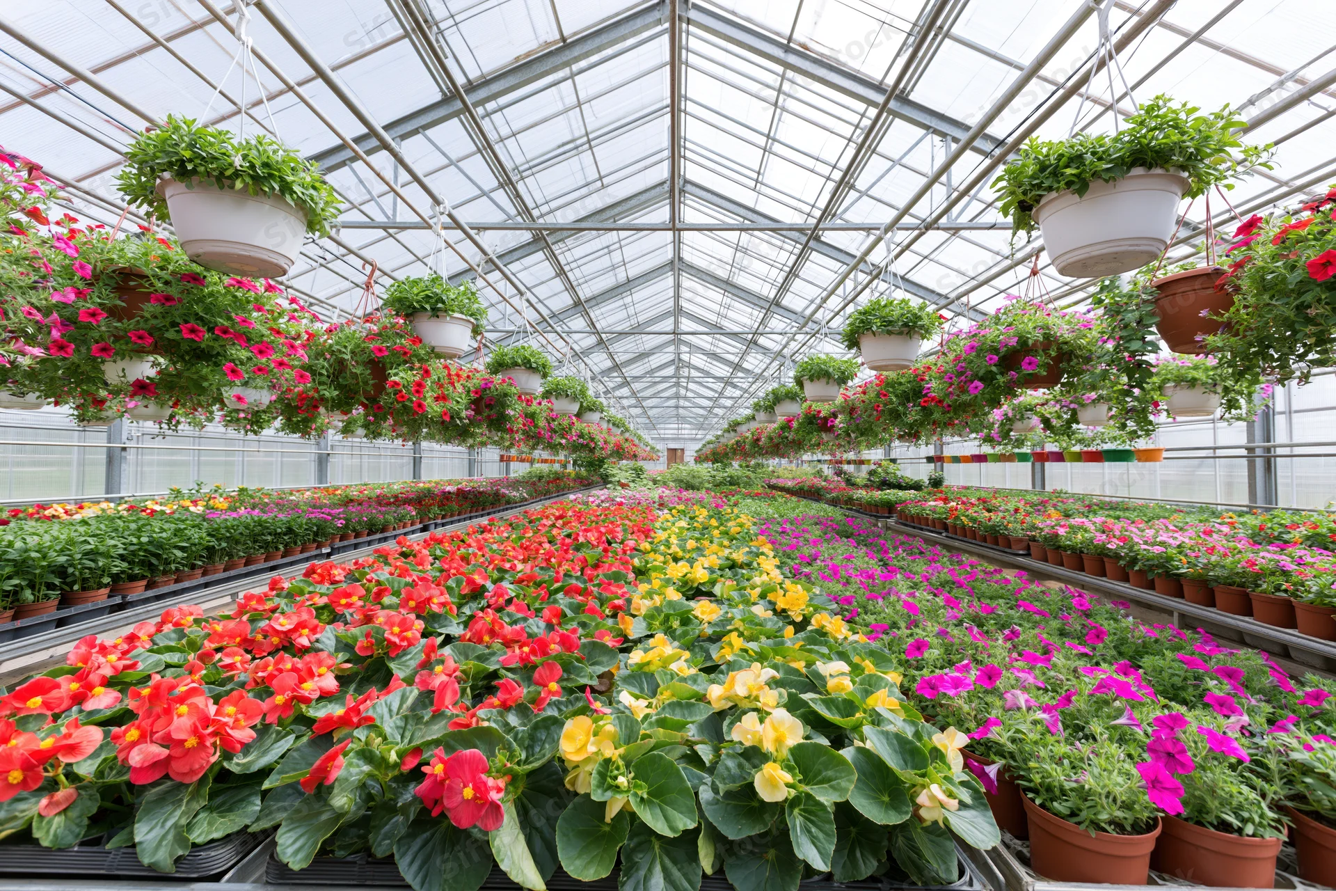 Rows of colorful potted flowers and hanging plants arranged in a large commercial greenhouse with glass roof and metal framework