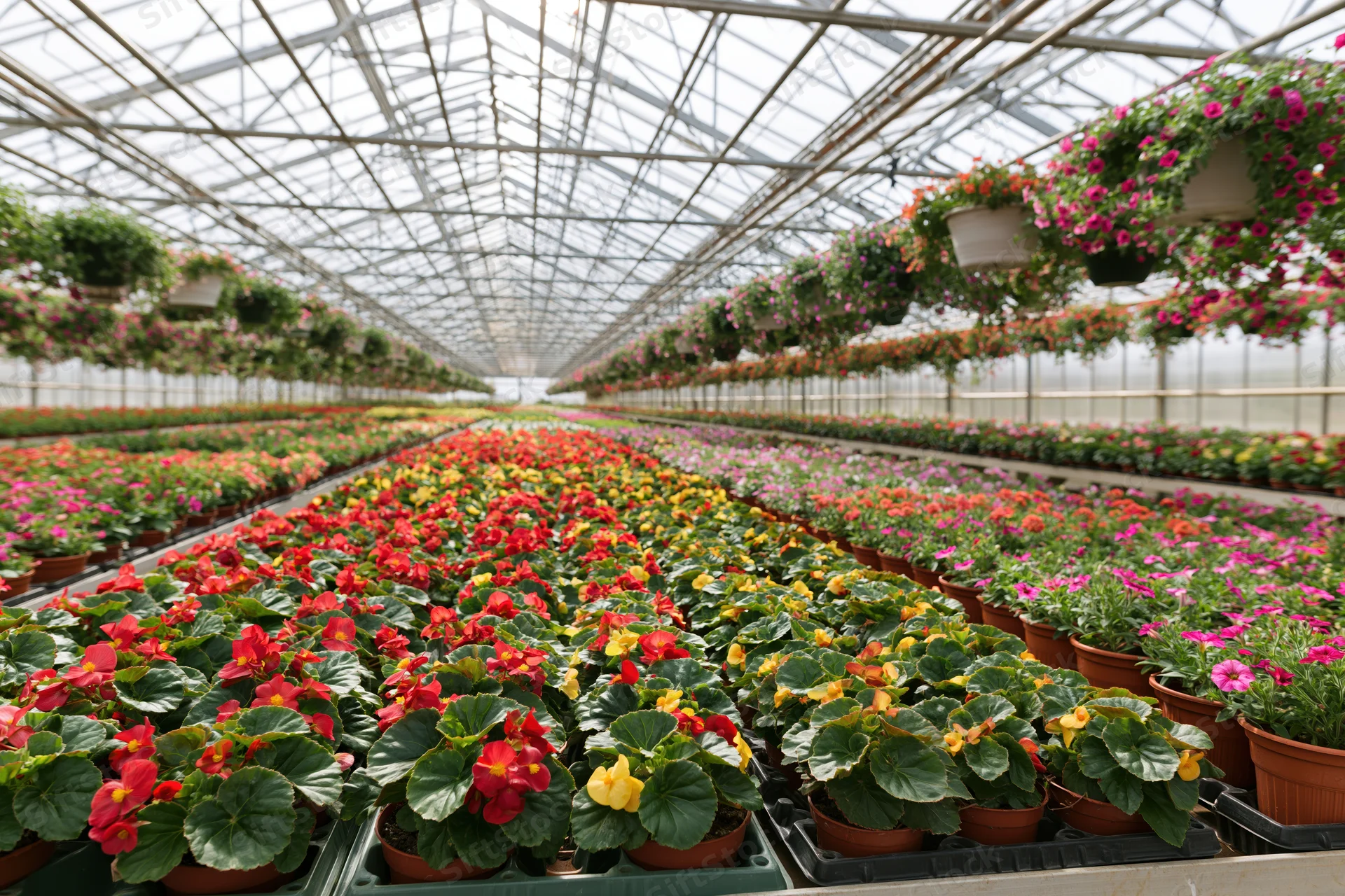 Rows of colorful potted flowers in a large commercial greenhouse nursery