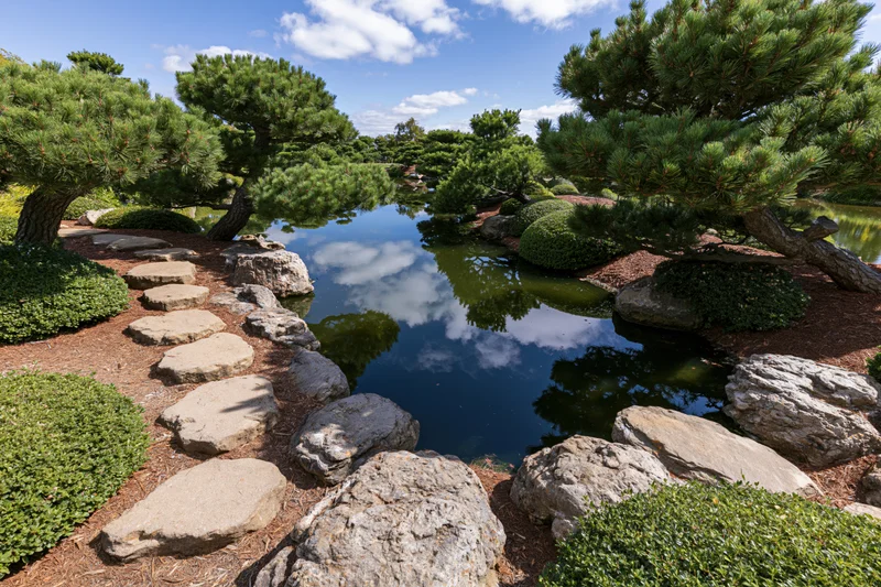Japanese garden with calm koi pond reflecting clouds and sky among pine trees and stone path