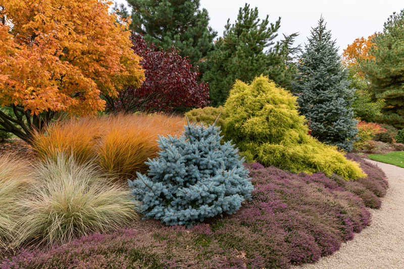 Layered autumn garden border with ornamental grasses, dwarf conifers, and colorful shrubs along a gravel path
