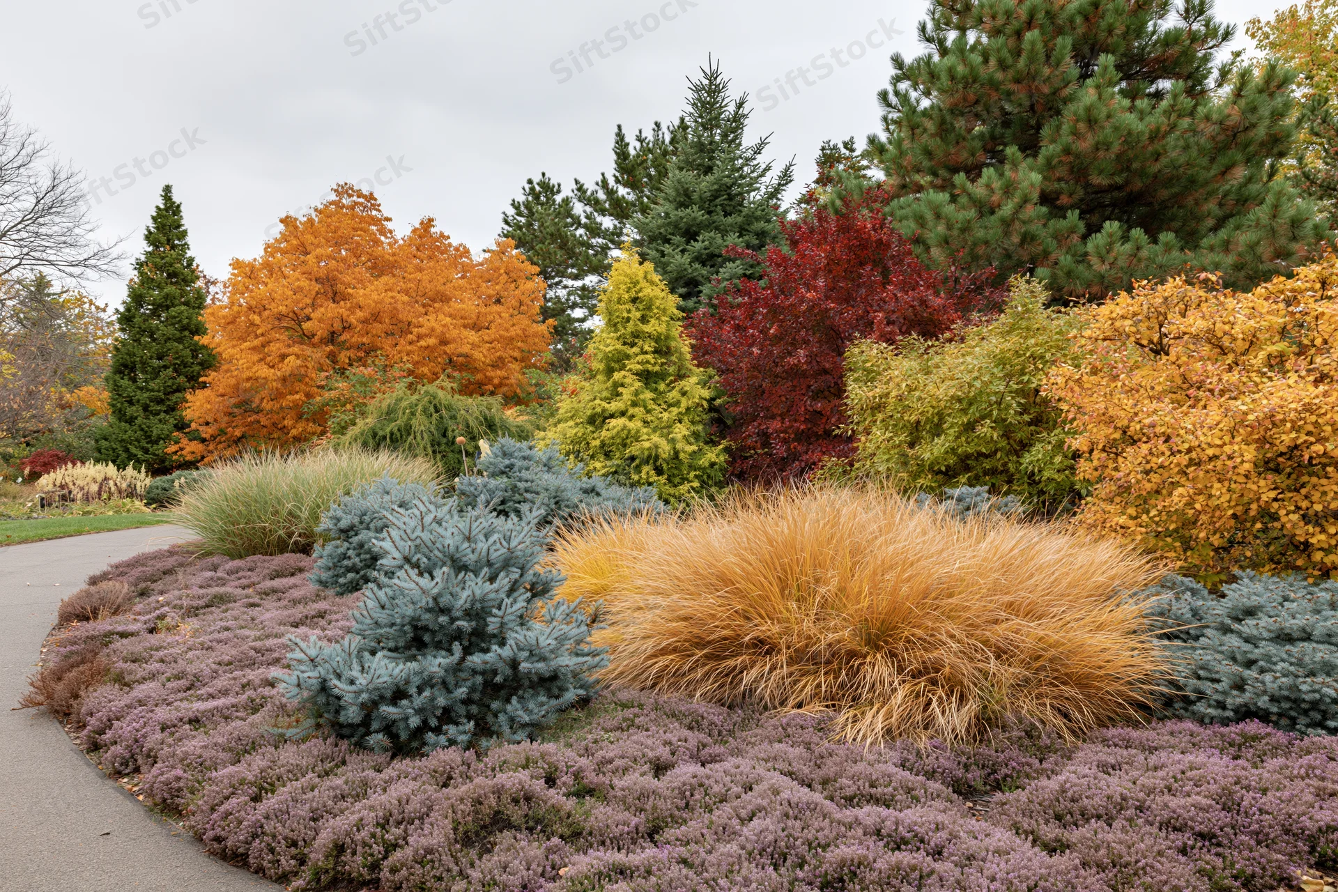 Layered autumn garden border with ornamental grasses and colorful shrubs and trees along a curved pathway
