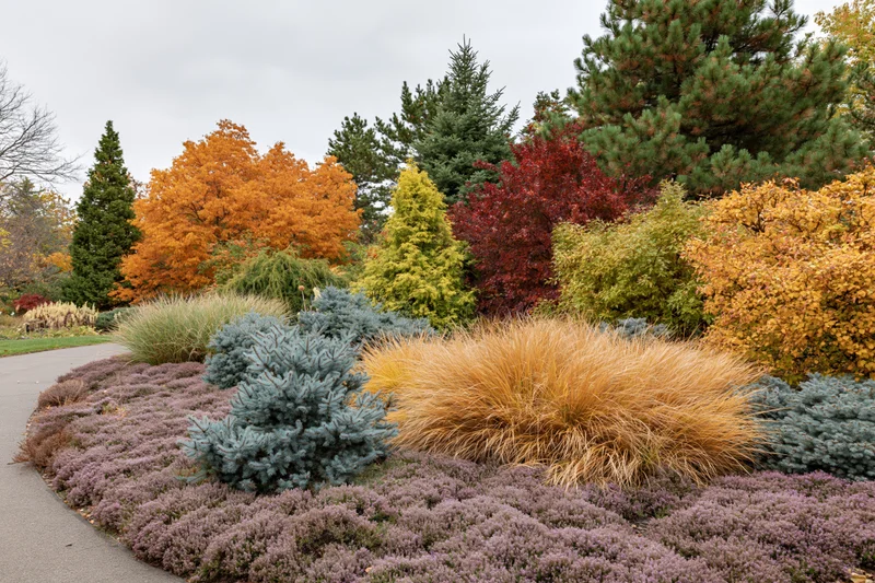 Layered autumn garden border with ornamental grasses and colorful shrubs and trees along a curved pathway