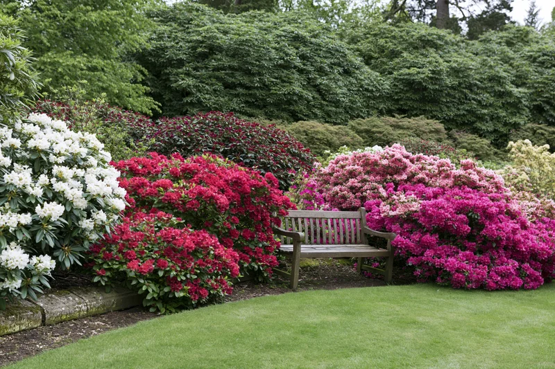 Wooden bench nestled among blooming rhododendrons in a lush spring garden