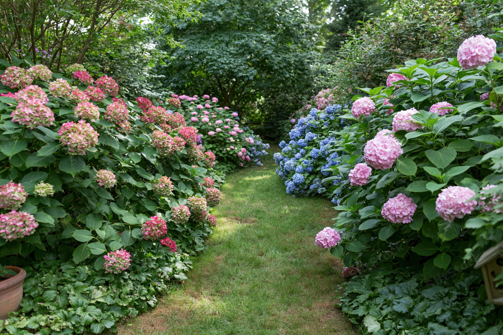 Lush garden path lined with blooming hydrangea shrubs in backyard