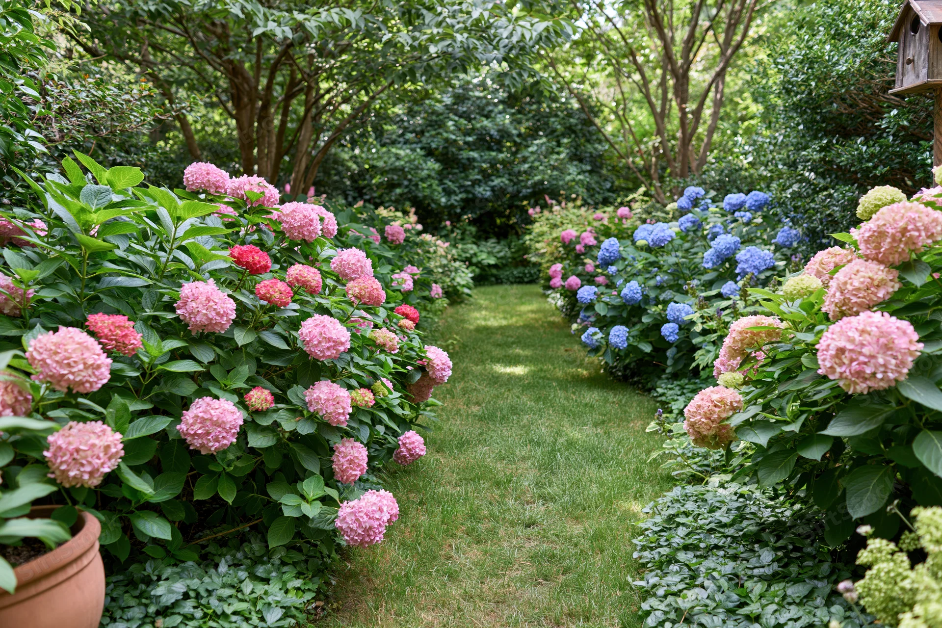 Lush garden path lined with blooming hydrangea shrubs flanked by green foliage and trees