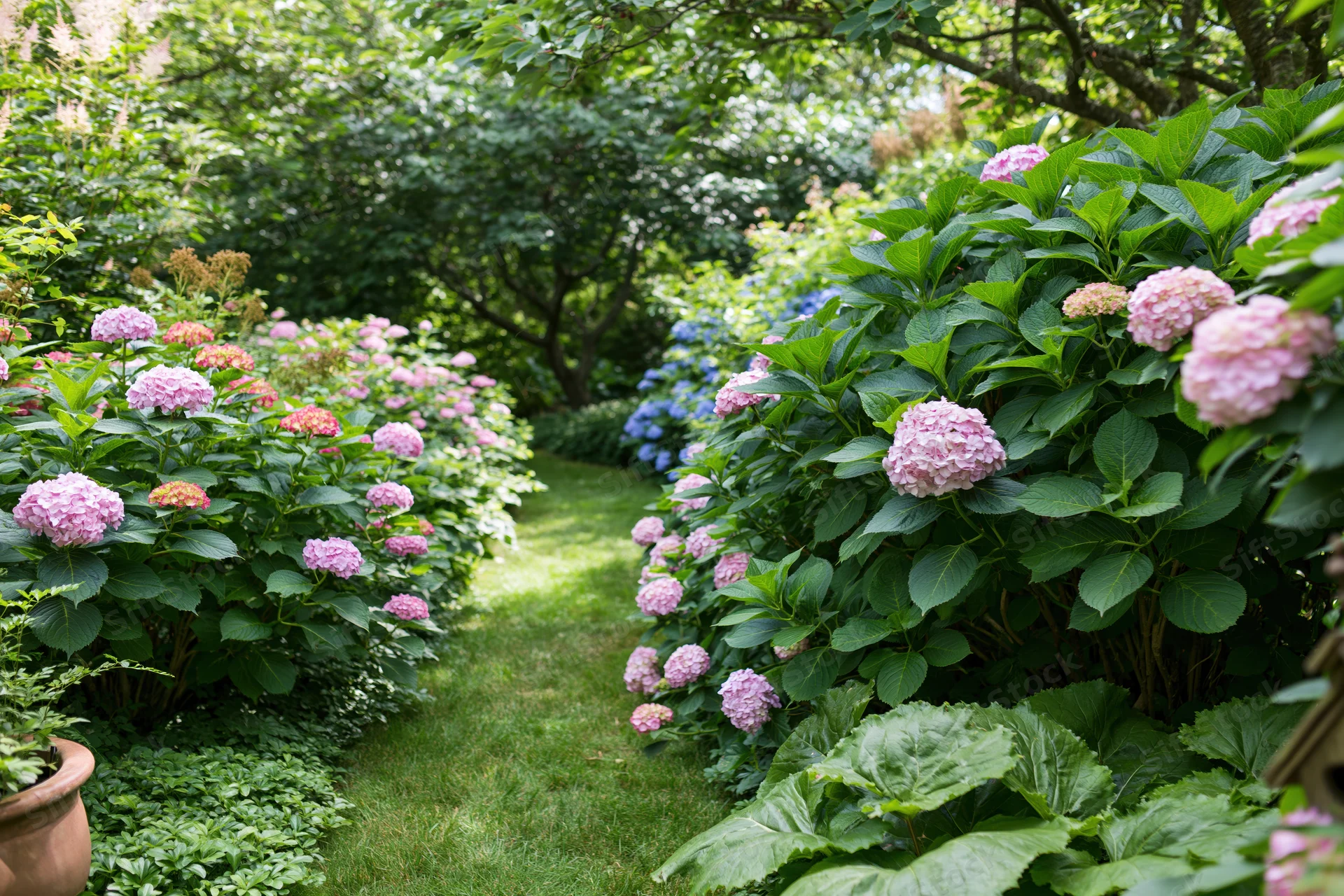 Lush garden path lined with blooming hydrangea shrubs in a backyard setting