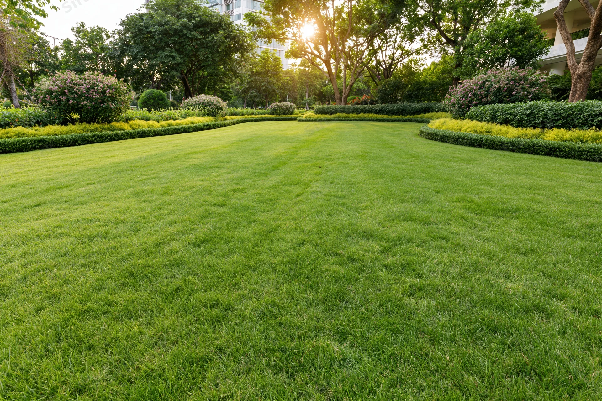 Manicured green lawn stretching across a landscaped garden with trees and shrubs under morning sunlight