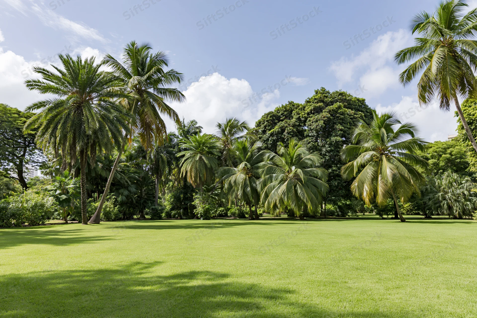 Manicured green lawn stretching toward a dense grove of palm trees under a partly cloudy sky
