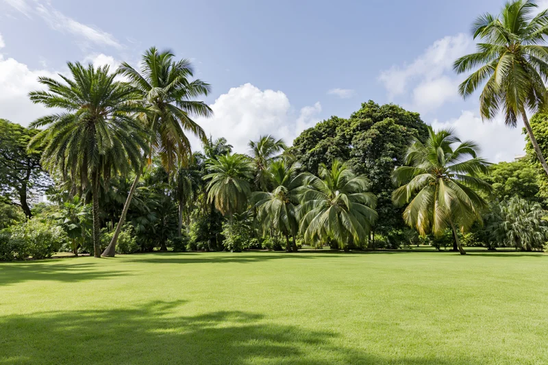 Manicured green lawn stretching toward a dense grove of palm trees under a partly cloudy sky