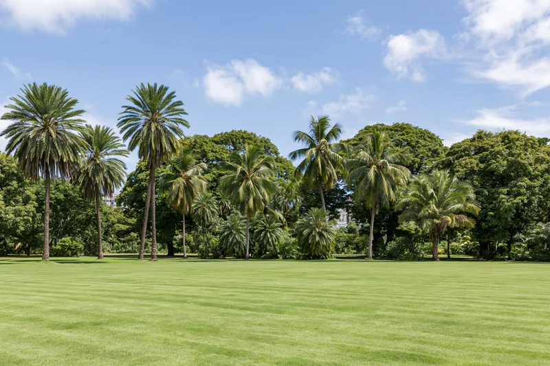 Manicured green lawn stretching toward a dense grove of palm trees under a blue sky with scattered clouds