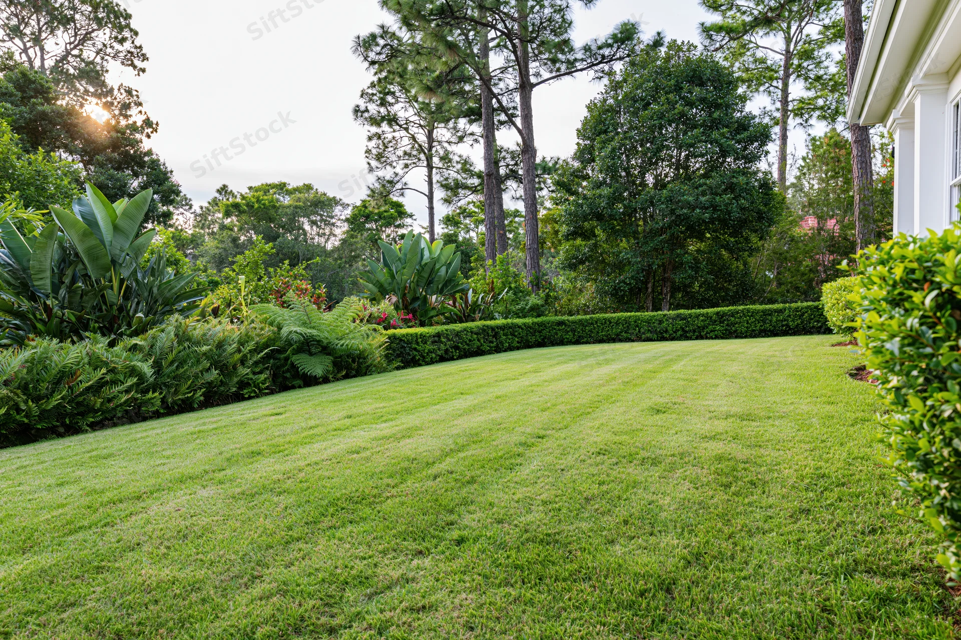 Manicured residential lawn with trimmed hedges and trees stretching toward a house in daylight