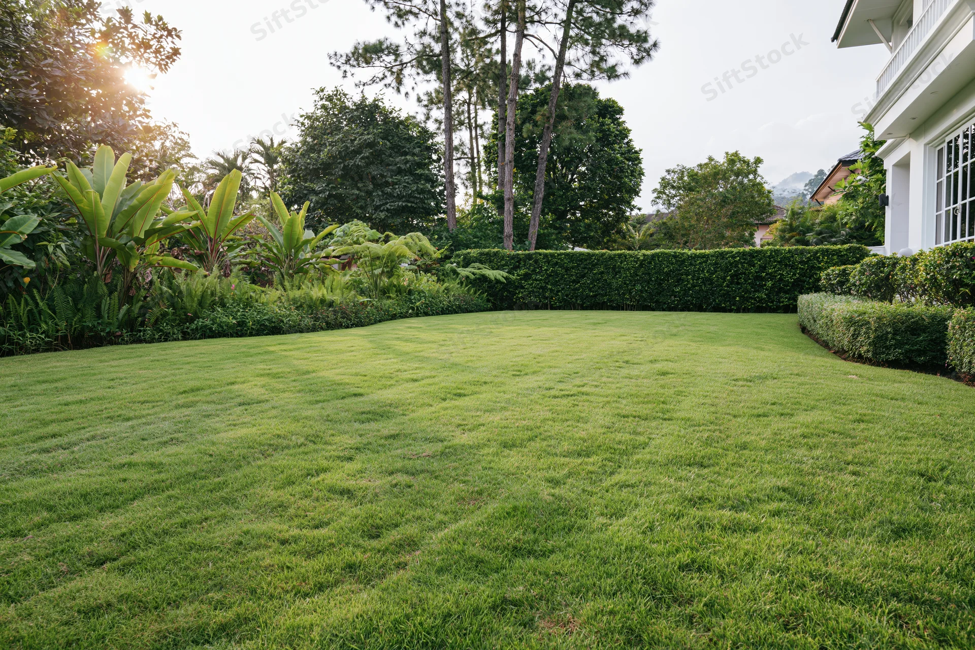 Manicured lawn stretching toward a neatly trimmed hedge beside a white house