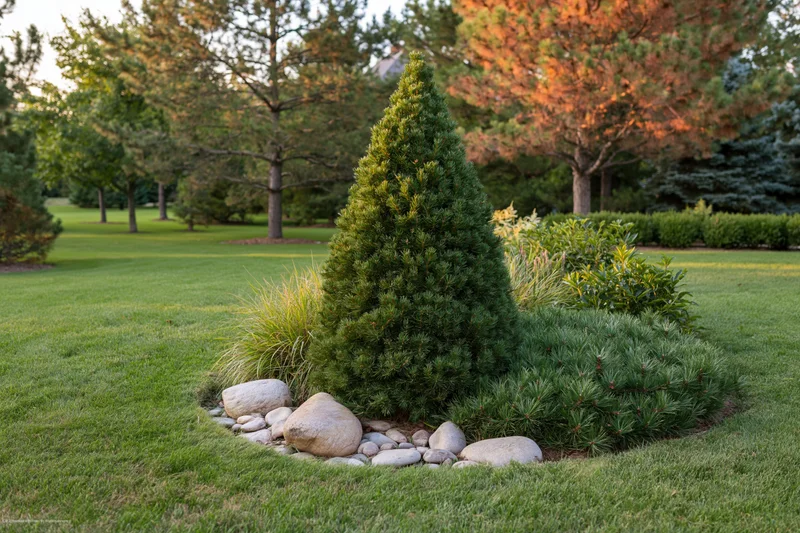 Conical evergreen shrub planted in a rock-bordered garden bed on a manicured lawn
