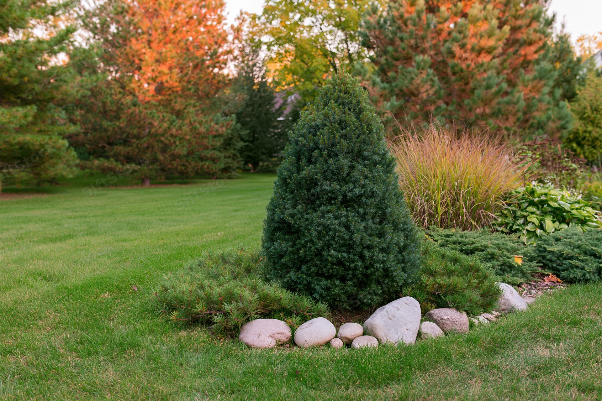 Conical evergreen shrub surrounded by rocks and ornamental grasses in a manicured suburban backyard garden