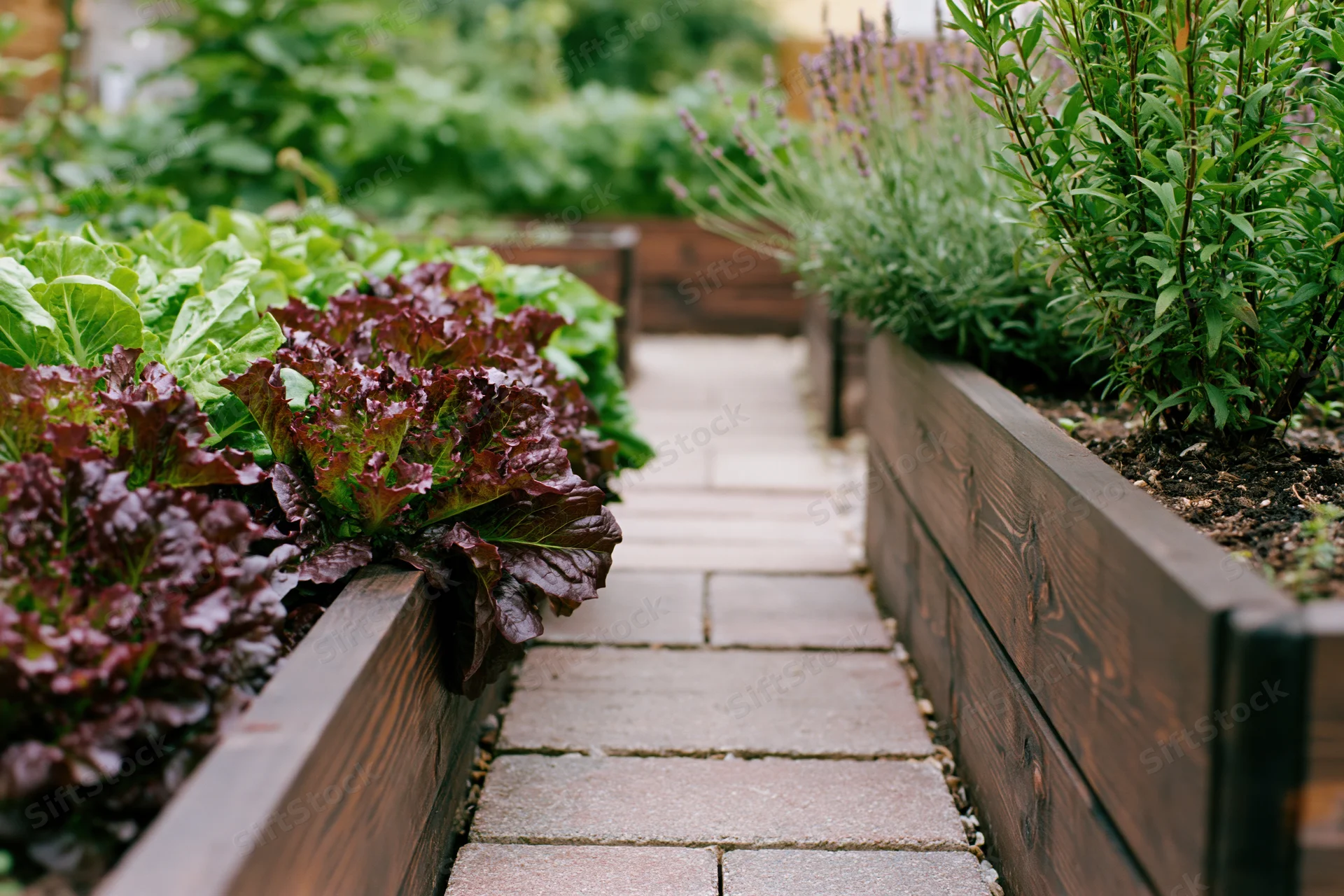 Stone paver path between dark wooden raised garden beds filled with leafy vegetables and herbs