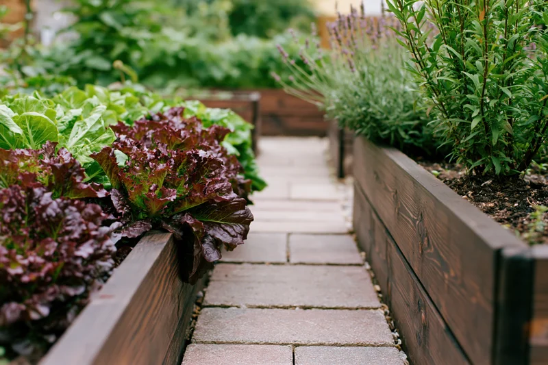 Stone paver path between dark wooden raised garden beds filled with leafy vegetables and herbs