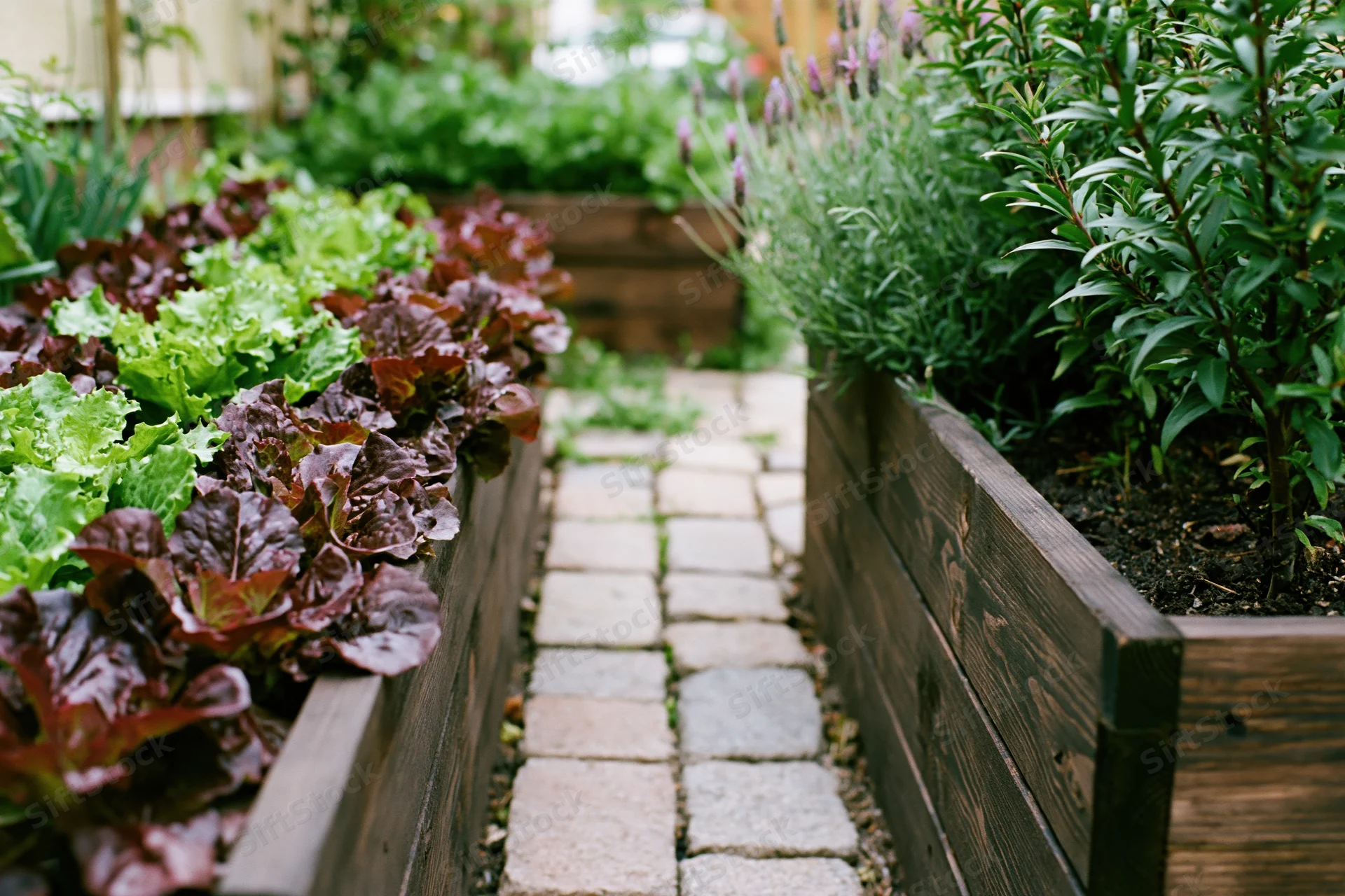 Stone paver path between dark wooden raised garden beds filled with lettuce and herbs