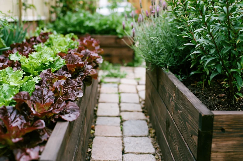 Stone paver path between dark wooden raised garden beds filled with lettuce and herbs