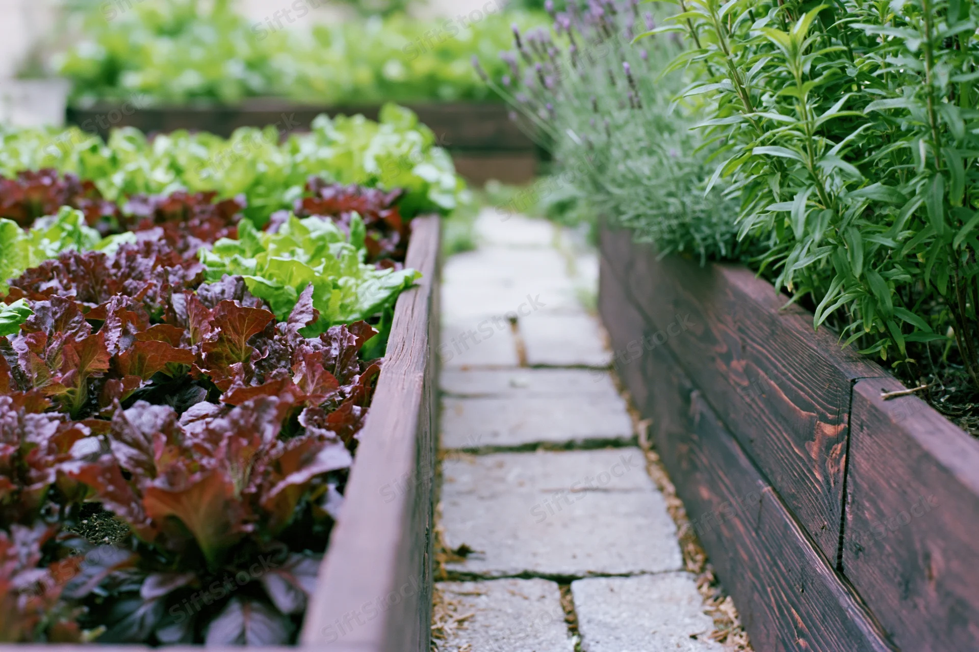 Narrow stone path between dark wooden raised garden beds filled with leafy greens and herbs