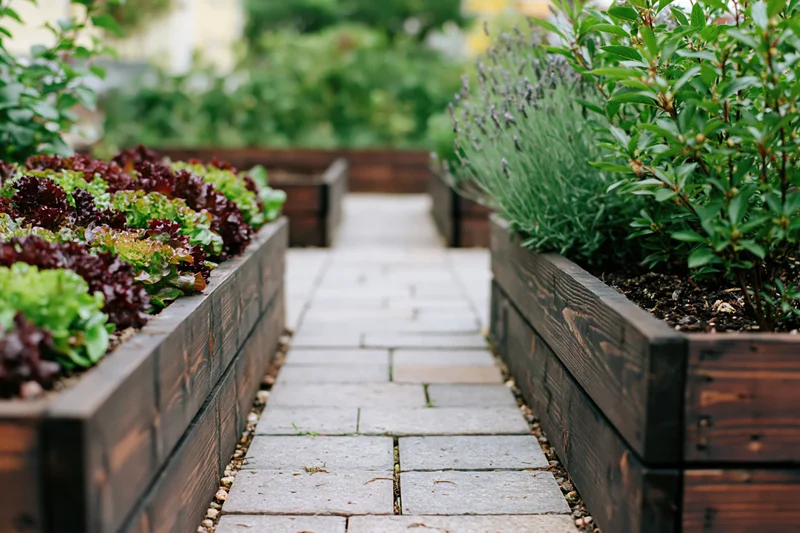 Stone paver path between dark wooden raised garden beds filled with lettuce and lavender