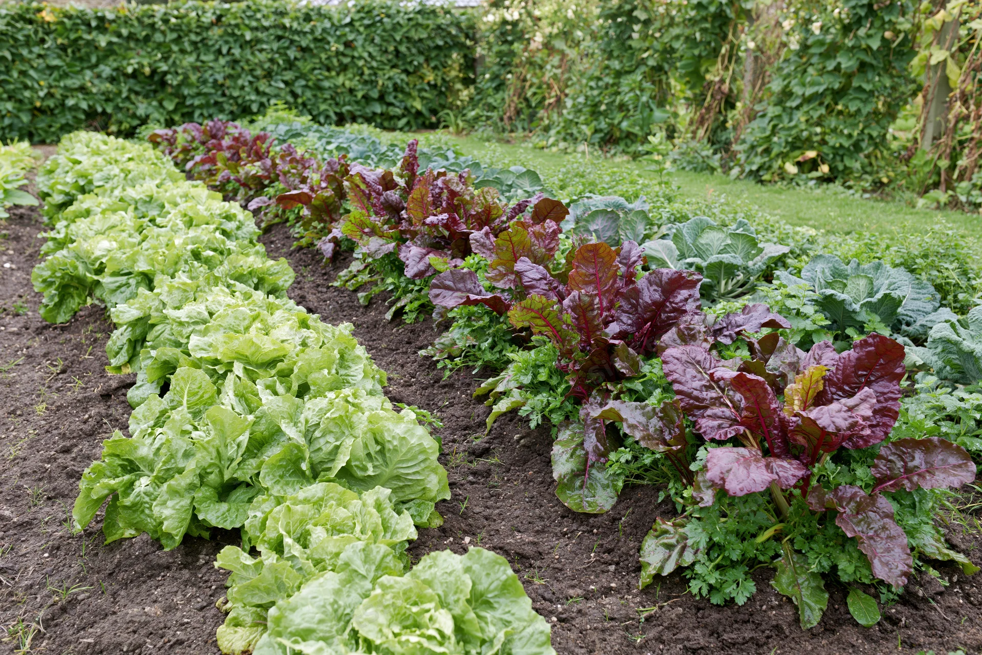 Neat rows of green and red leafy vegetables growing in a kitchen garden bed