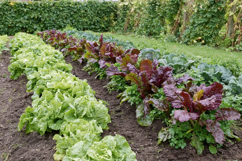 Neat rows of green and red leafy vegetables growing in a kitchen garden bed
