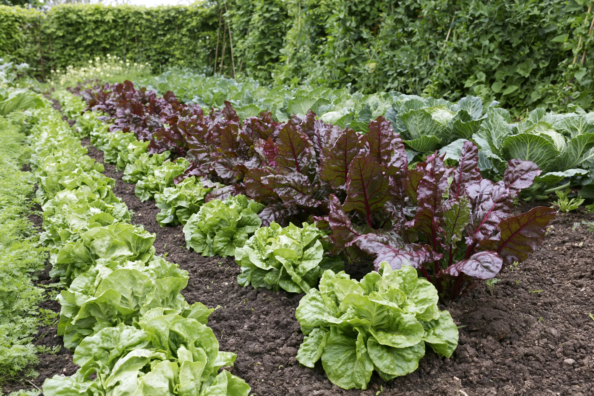 Neat rows of mixed vegetables growing in a kitchen garden with dark soil and green foliage