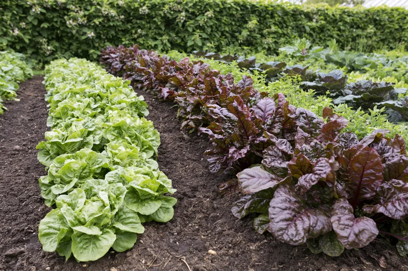 Neat rows of green and purple lettuce growing in a kitchen garden bed