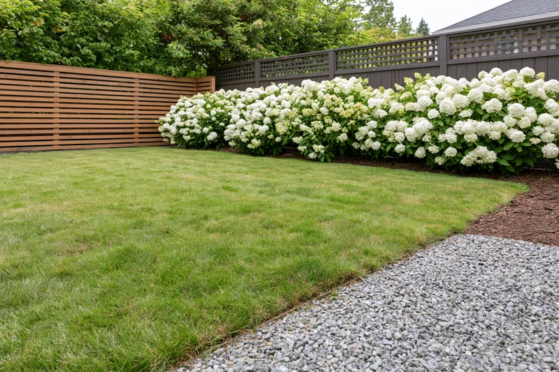 Neatly mowed lawn bordered by white hydrangea shrubs and gravel pathway in suburban backyard