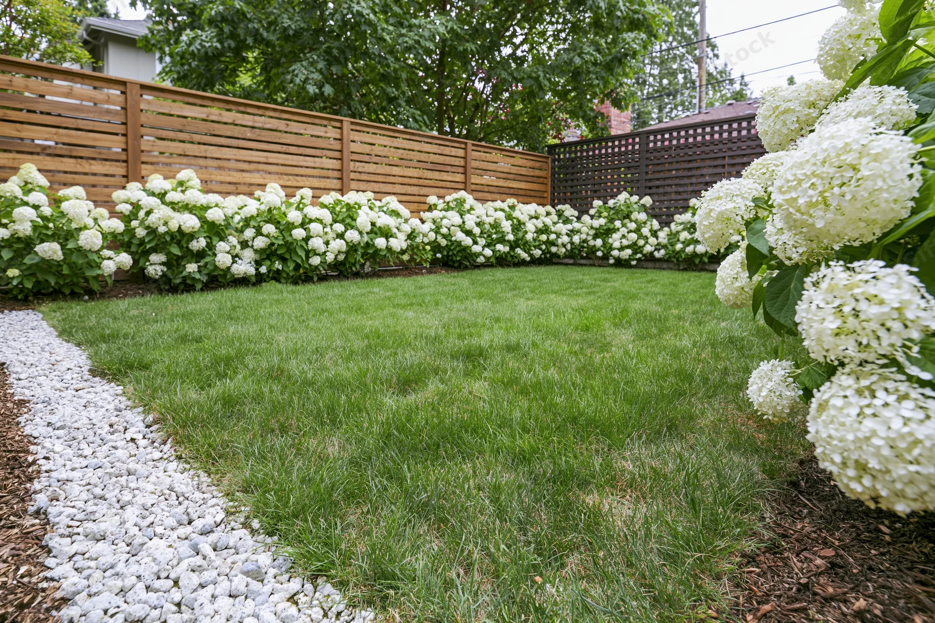Neatly mowed lawn bordered by white hydrangeas and wooden fence in suburban backyard