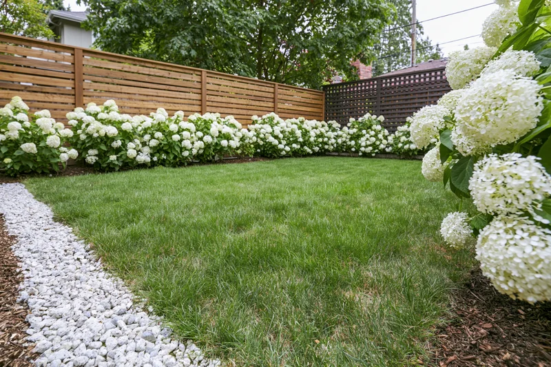 Neatly mowed lawn bordered by white hydrangeas and wooden fence in suburban backyard