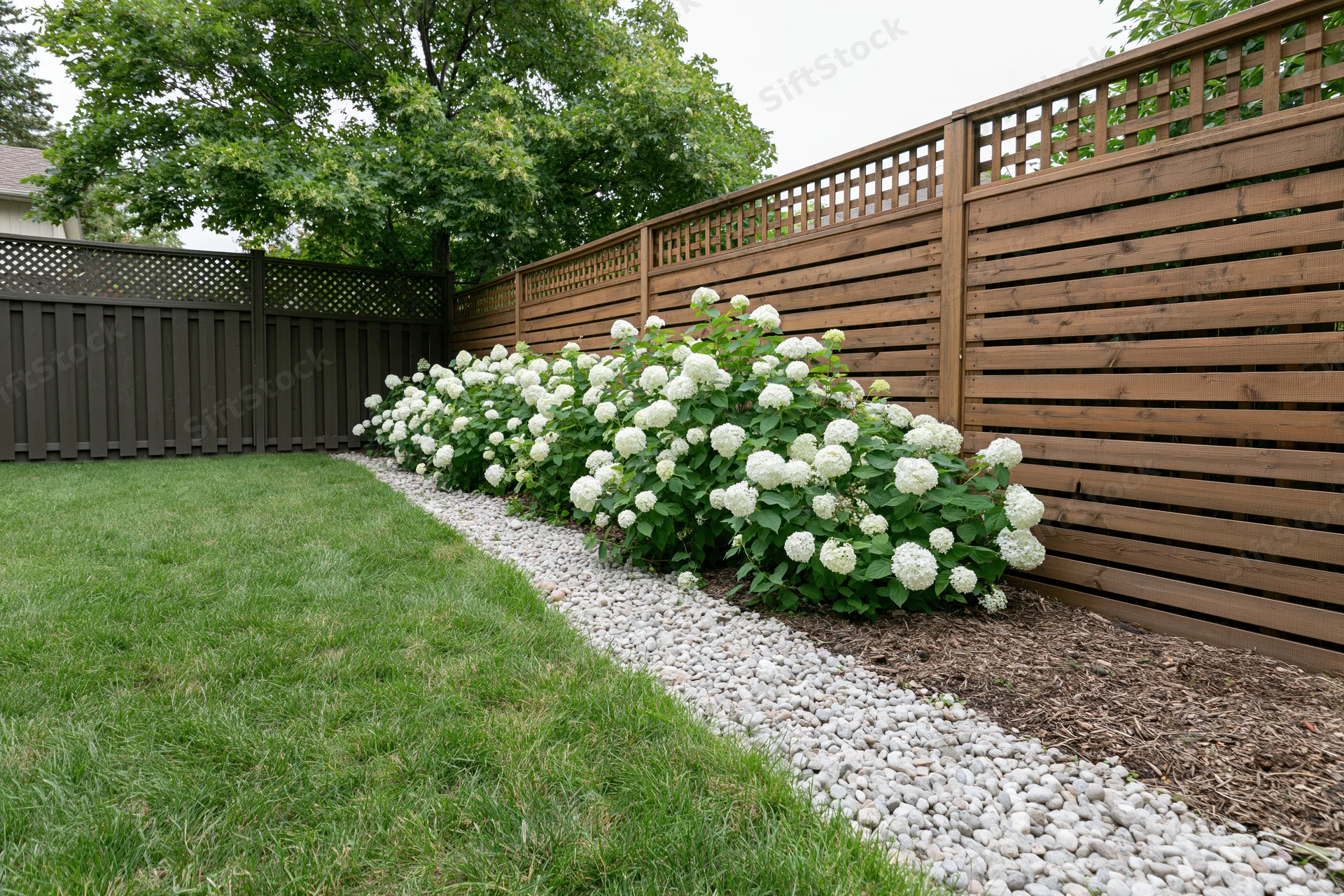Row of white hydrangeas along wooden fence in suburban backyard with mowed lawn and gravel border