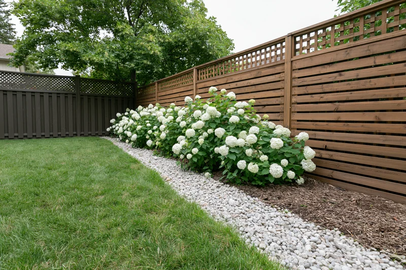 Row of white hydrangeas along wooden fence in suburban backyard with mowed lawn and gravel border