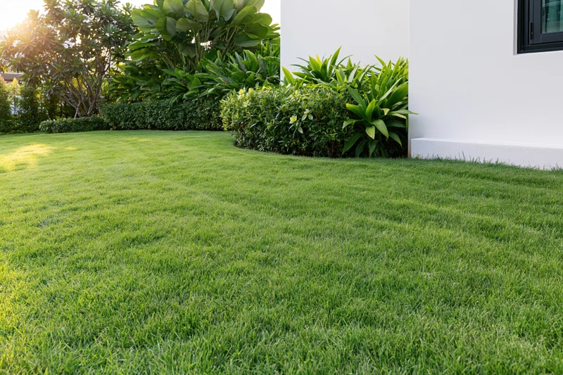 Neatly trimmed green lawn in front of a modern white house with shrubs and hedge along the edge