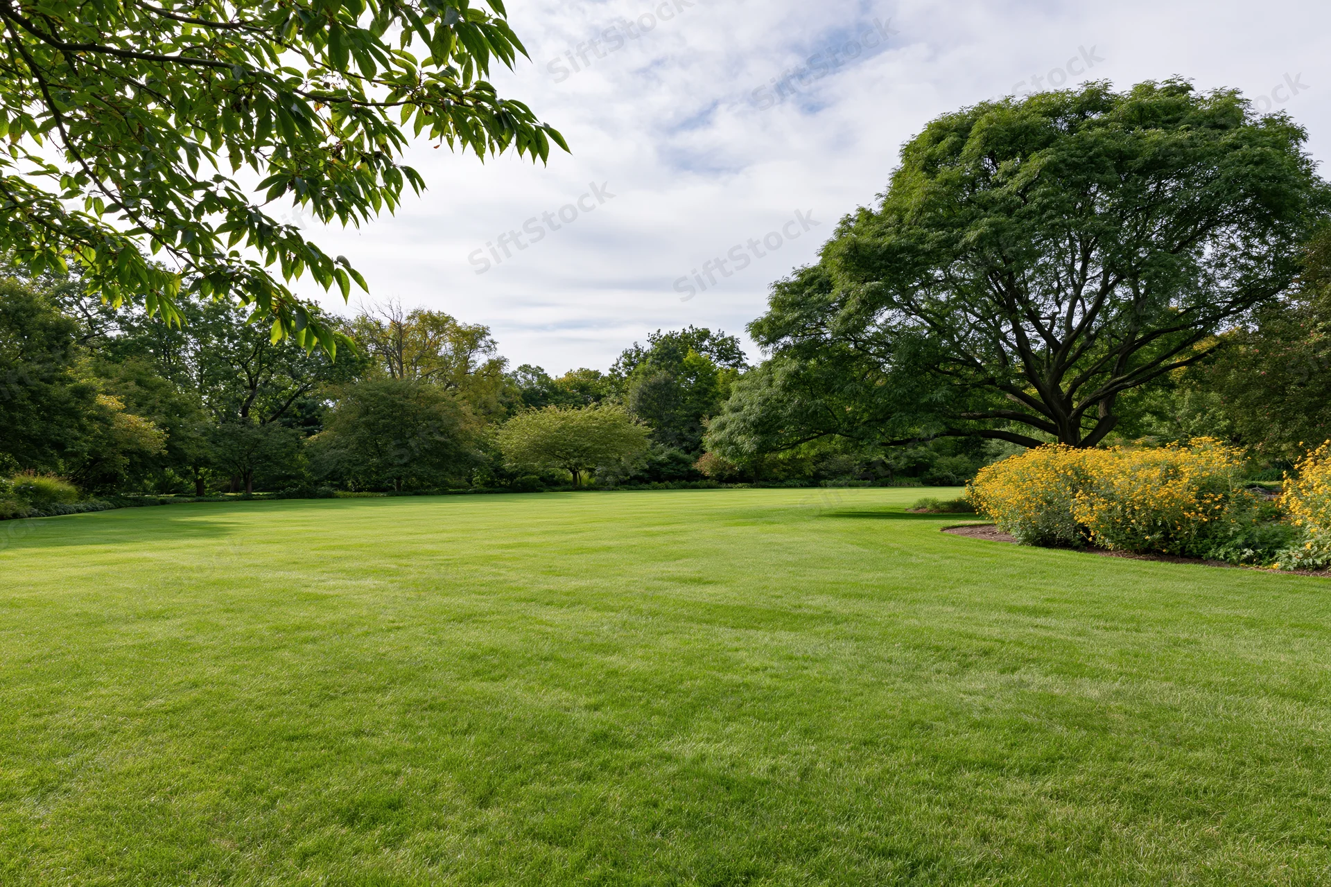 Open green lawn stretching toward a tree line with yellow flowering shrubs under a partly cloudy sky