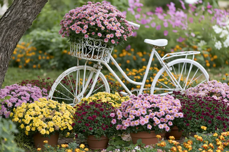 White wrought-iron bicycle planter filled with pink chrysanthemums surrounded by potted flowers in a garden setting