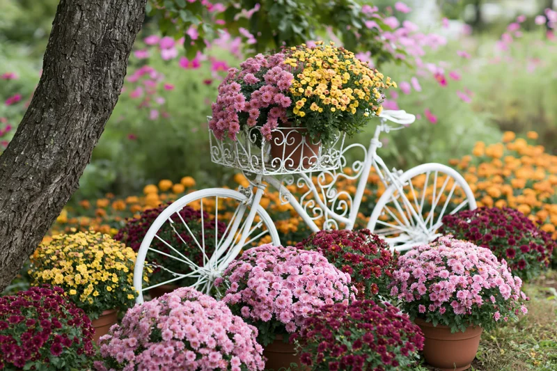 White ornamental bicycle planter surrounded by potted chrysanthemums in a garden setting
