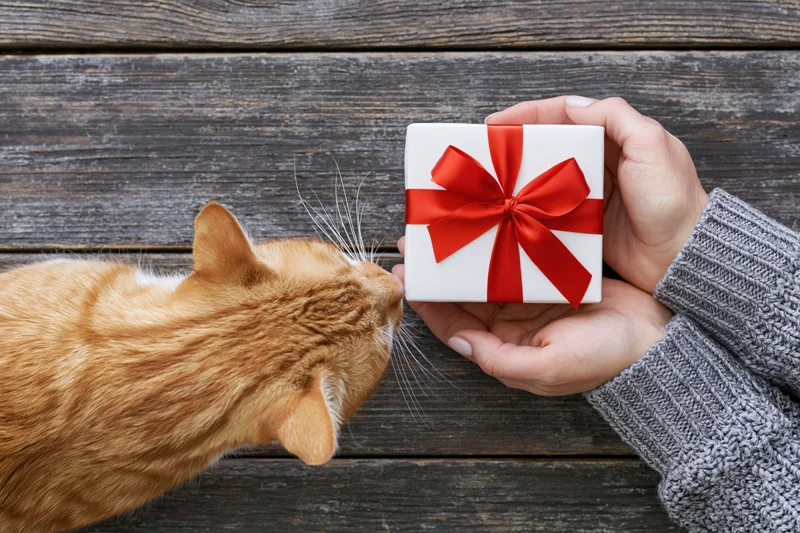 Ginger cat sniffing a small white gift box with red ribbon held by hands in a grey knit sweater on a wooden surface