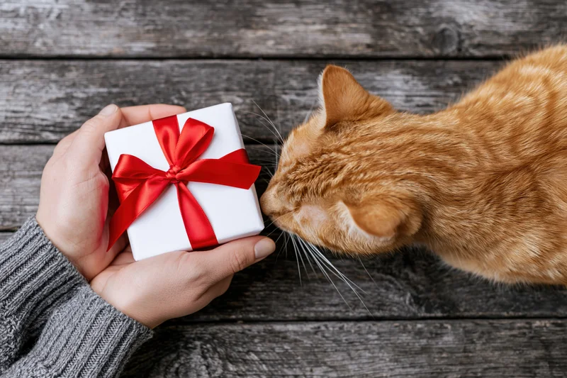 Ginger cat sniffing a small white gift box with red ribbon held by human hands on wooden surface