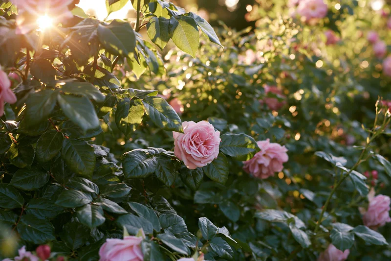 Pink garden roses in full bloom among dense green foliage with sunlight filtering through leaves