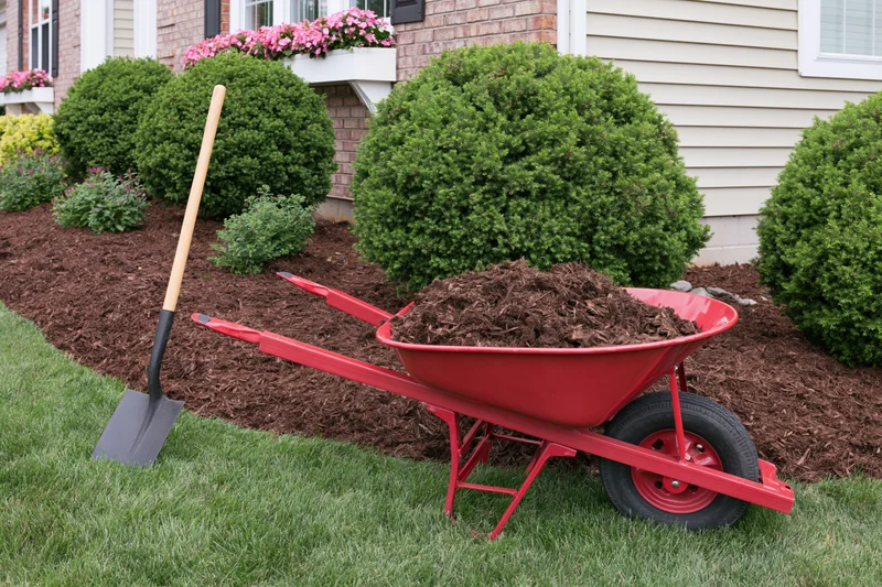 Red wheelbarrow filled with mulch and shovel on lawn beside landscaped yard with shrubs and house